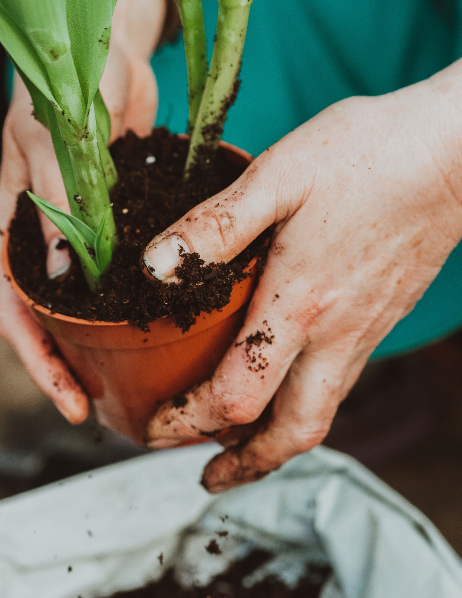 Repot Your Plants