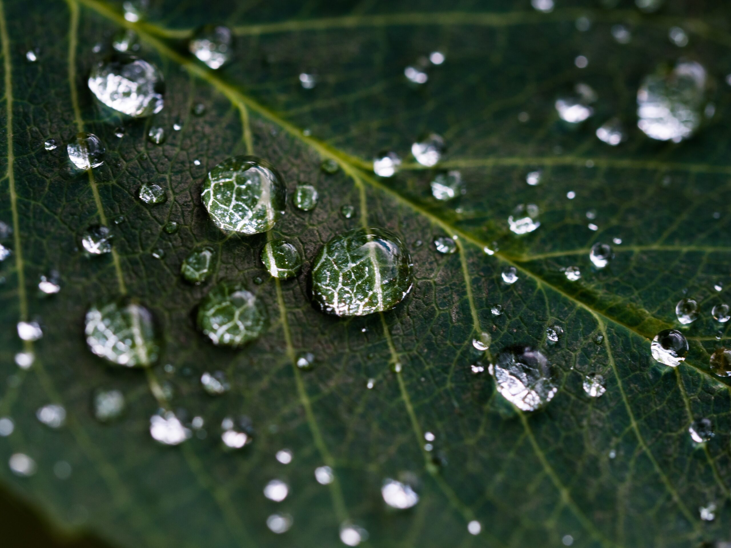 How To Water Your Plants