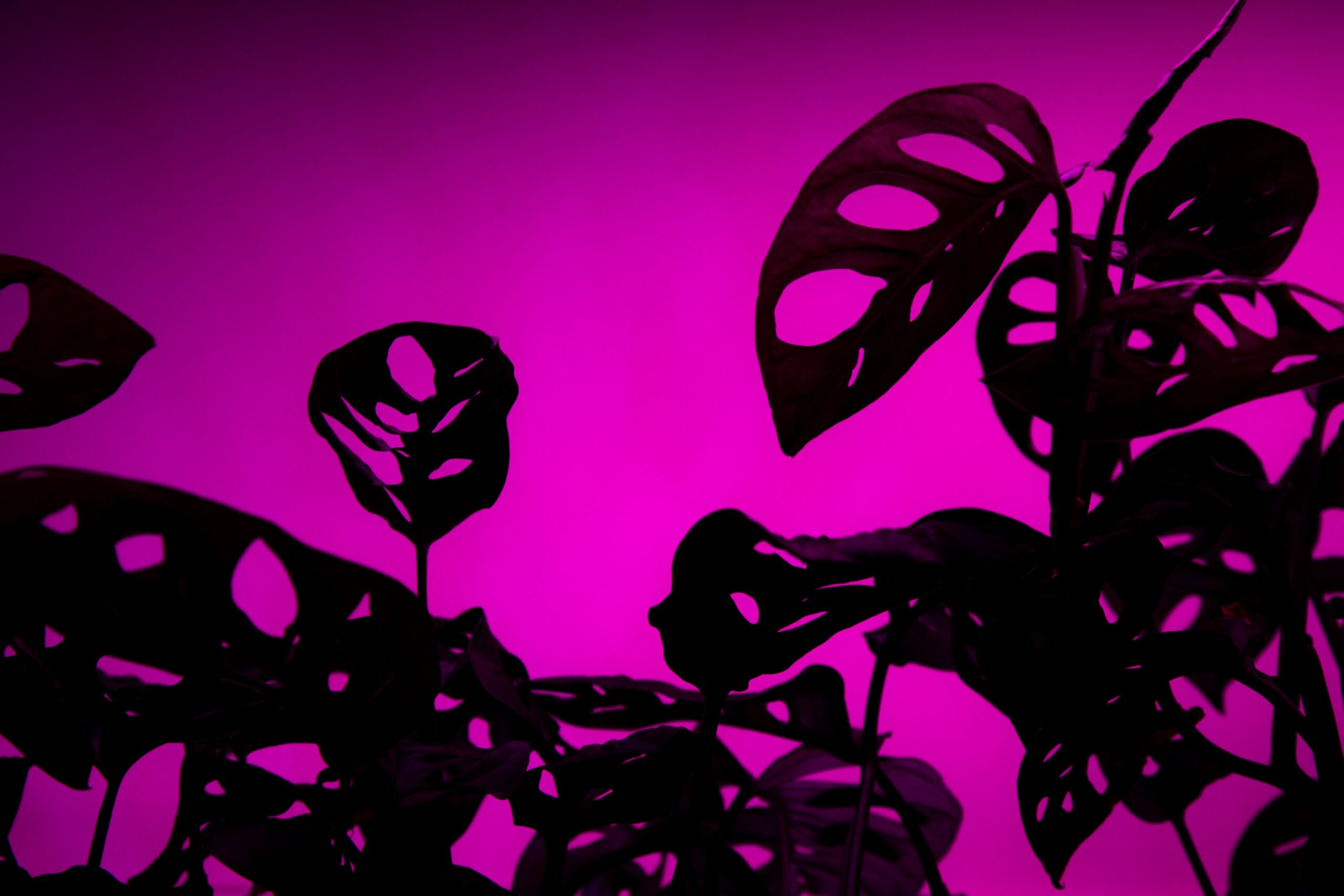 Grow Lights